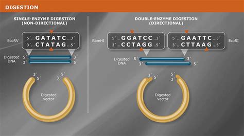 neb restriction enzymes